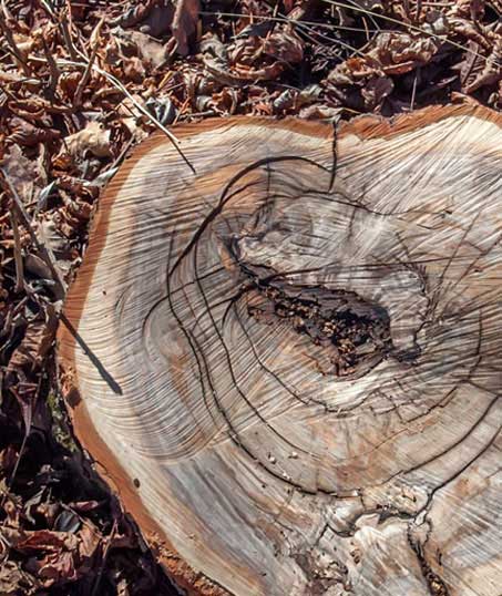 Perez Landworks Tree Removal